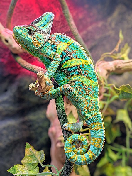 colorful chameleon on a branch